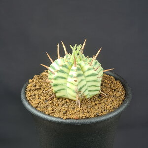 [tHrAEtH~X 7.5cm JN^Xc gE_COT A R[fbNX 򍪐A i A TLgvc