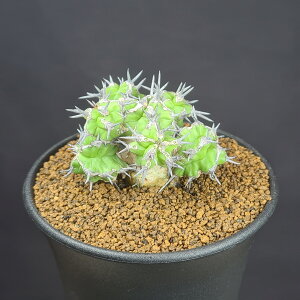 [tHrAE~gtH~X 9cm JN^Xc gE_COT A R[fbNX 򍪐A A TLgvc T{eǂ