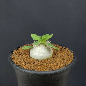 �p�L�|�f�B�E���E�u���r�J�E�� �b����΂� 7.5cm�� �J�N�^�X���c �L���E�`�N�g�E�� �����A�� �R�[�f�b�N�X �򍪐A�� �T�{�e�� ����A�� �T�L�������g�v�����c