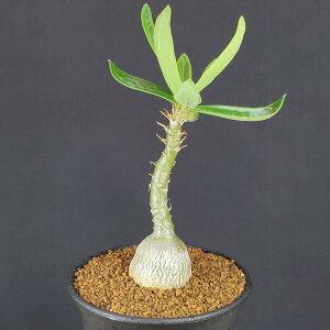 pL|fBEETL^ 9cm JN^Xc LE`NgE A R[fbNX 򍪐A T{e A TLgvc