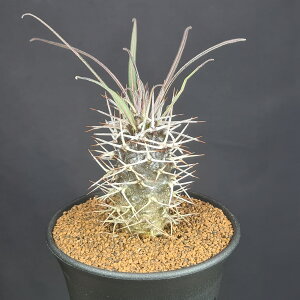 pL|fBEEQAC 9cm JN^Xc E LE`NgE R[fbNX 򍪐A A A TLgvc