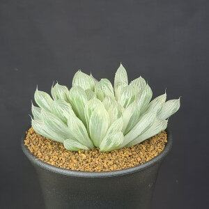 nI`AEstF 9cm JN^Xc c{ A i N[y A NX^vc tn