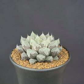 ハオルチア・白帝城 9cm鉢 カクタス長田 ツルボラン科 多肉植物 ウィミー系 ハイブリッド ザラザラ窓 クリスタルプランツ ロゼット