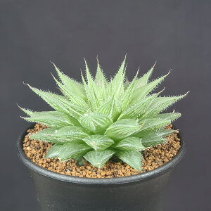 �n�I���`�A�E�v�����Z�X�h���X 9cm�� �J�N�^�X���c �c���{������ �����A�� ���[�X�n �n�C�u���b�h �m�M �N���X�^���v�����c ��t�n