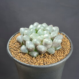 ハオルチア・OB-1 【9cm鉢】 カクタス長田 ツルボラン科 多肉植物 ドドソン紫オブツーサ 珍奇植物 クリスタルプランツ 軟葉系 雫石