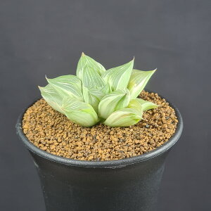 nI`AE~L[EFC 9cm JN^Xc c{ A c[Tn i NX^vc tn [bg