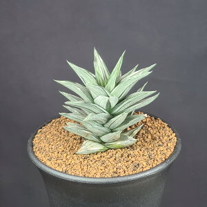 nI`IvVXE̓ 9cm JN^Xc c{ A rXR[T i ܏d dtn gcI[T