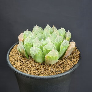 nI`AEO[WF 9cm JN^Xc c{ A NX^vc tn [bg z UU