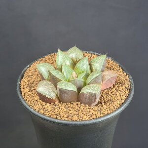nI`AEVo[`J x zCgEt () 9cm JN^Xc c{ A NX^vc tn [bg z nCubh