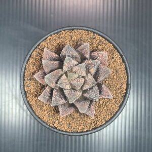 nI`AEъI 9cm JN^Xc c{ A NX^vc tn [bg z nCubh
