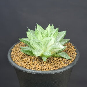 nI`AEX 7.5cm JN^Xc c{ A [bg i NX^vc tn cM_