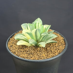 nI`AEnCfxQVX 9cm JN^Xc P c{ c[Tn A i tn NX^vc