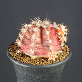 ギムノカリキウム・SOS (サン・オブ・セピア) 7.5cm鉢 カクタス長田 サボテン科 多肉植物 南米原産 夏型 サキュレントプランツ 珍奇 植物