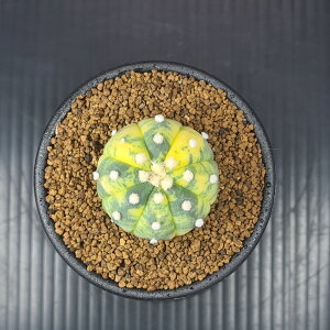 AXgtBcEۋ 7.5cm JN^Xc T{e A  AXeAX TLgvc A L