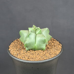 AXgtBcETbɗڗaP 9cm JN^Xc T{e A ~IXeBO} |[ TLgvc A L