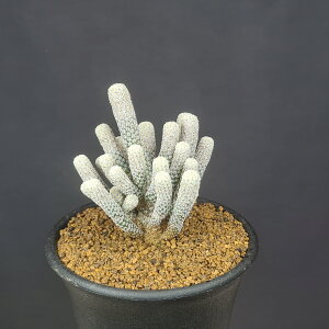 crjJvXENCcBAkX ώ~jX 7.5cm JN^Xc T{e eQ A TLgvc A ەώ