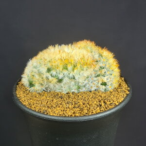 �}�~�����A�E�J�����i�G �ԉ� 9cm�� �J�N�^�X���c �T�{�e���� �����A�� �щ� �Ή� �T�L�������g�v�����c ����A��