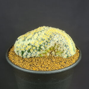 }~AE ԉ 9cm JN^Xc T{e A XLfBAi щ Ή TLgvc A