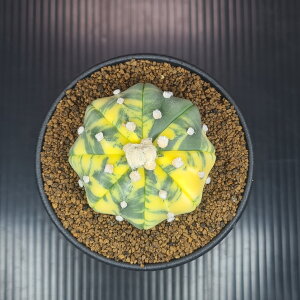 AXgtBcEۋ (qgf^Cv) 9cm JN^Xc T{e A  AXeAX TLgvc A L