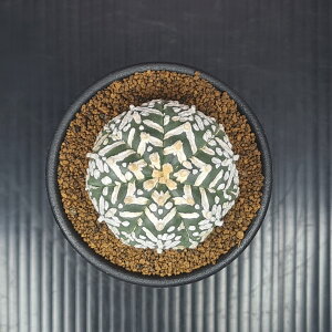 AXgtBcEX[p[ (A[^Cv) 7.5cm JN^Xc T{e A V͗l AXeAX TLgvc A [utype