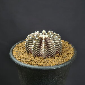 ギムノカリキウム・VOS1241 【7.5cm鉢】 カクタス長田 サボテン科 多肉植物 ミハノビッチ サキュレントプランツ 珍奇植物 フリードリッヒ ダークカラー