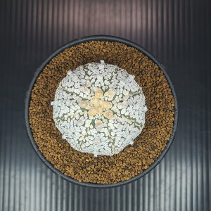 AXgtBcE~N 9cm JN^Xc T{e A L AXeAX  A _