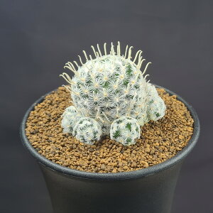 }~AEfGC 9cm JN^Xc T{e e TLgvc A ^Q LVRY A