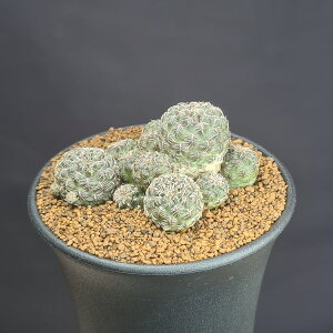 XRu`AE^eVX ~j} VZ416 y9cmz JN^Xc T{e  {rA̔ ^ A A