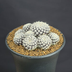 XRu`AEQ VJ120 y9cmz JN^Xc T{e  {rA̔ ^ A A