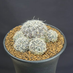 XRu`AENXp[^ WR288 y9cmz JN^Xc T{e  {rA̔ ^ A A