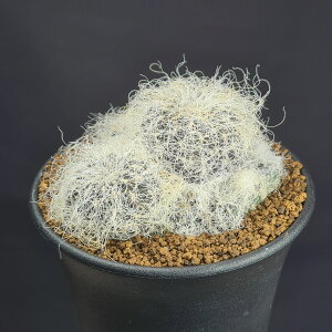 XRu`AEwgDV[ AECJs[^ aff. VS0339a y9cmz JN^Xc T{e  {rA̔ ^ A A