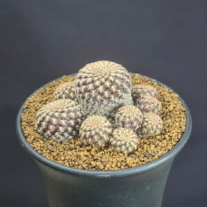 �X���R���u�`�A�E�����Q�� RH1639 �y9cm���z �J�N�^�X���c �T�{�e���� ��� �{���r�A�̔�� ���^�� �����A�� ����A��