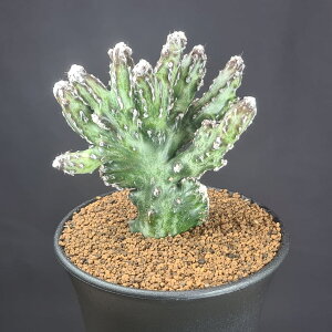 �����r���A�E�c��̕� 9cm�� �J�N�^�X���c �T�{�e���� �����A�� �ԉ��i�� �щ� �Ή� �T�L�������g�v�����c ����A��