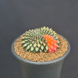 ギムノカリキウム・刺無牡丹玉錦綴化 7.5cm鉢 カクタス長田 サボテン科 多肉植物 ミハノビッチ 石化 斑入り 珍奇植物 イネルミス