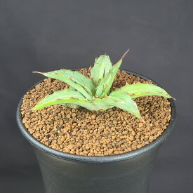 アガベ・ユニビッタータ コンパクタ 9cm鉢 カクタス長田 コンパクトサイズ 多肉植物 キジカクシ科 リュウゼツラン属 ロゼット ウニビッタータ