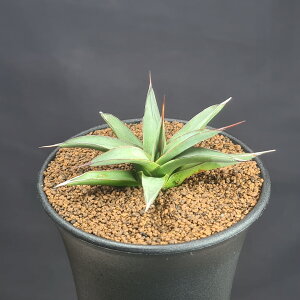 AKxEgV[N 9cm JN^Xc LWJNV A E[c TLgvc [bg cc Ԏh