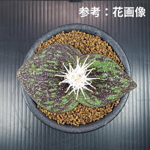 }b\jAEM؃X 9cm JN^Xc P[vou  A A TLgvc  AtJY