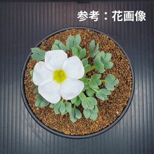 ILUXEnI`ICfX 9cm JN^Xc J^o~  A A TLgvc P[v ou