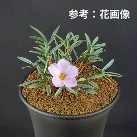 オキザリス・cf. カミエスベルゲンシス 9cm鉢 カクタス長田 カタバミ科 球根 多肉植物 珍奇植物 サキュレントプランツ ケープ バルブ