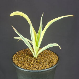 bJEOIT uCgX^[ 9cm JN^Xc LWJNV A i A ϗtA bNK[f