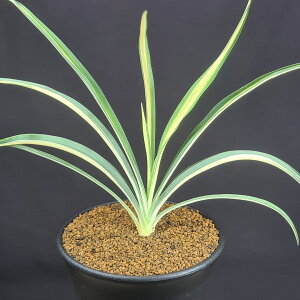 bJEtBg[T J[K[h 9cm JN^Xc LWJNV Cg i A ϗtA bNK[f