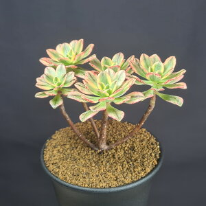 AGIjEEuY_ () 9cm JN^Xc xPC\E ~^ A i ؗ TLgvc |i