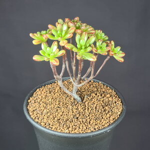 AGIjEEl̍Ղ 9cm JN^Xc xPC\E  ~^ ZfBtHE A ؗ TLgvc