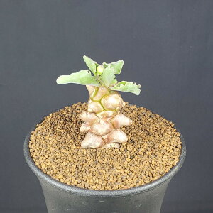 IgiEwC 9cm JN^Xc LN ؋S ~^R[fbNX 򍪐A A A AtJY