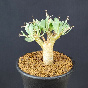 IgiE[tHrICfX 7.5cm JN^Xc LN S ~^R[fbNX 򍪐A A A AtJY