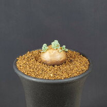 楽天市場】オトンナの通販 