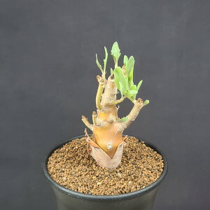 IgiE}NXy} 9cm JN^Xc LN  ~^R[fbNX 򍪐A A A AtJY