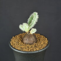 楽天市場】オトンナ（観葉植物｜花・観葉植物）：花・ガーデン・DIYの通販