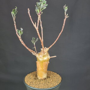 IgiEo^ 9cm JN^Xc LN  ~^R[fbNX 򍪐A A A AtJY