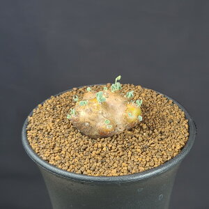 IgiEJJICfX 9cm JN^Xc LN ^ ~^R[fbNX 򍪐A A A AtJY